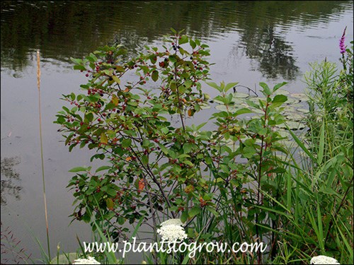 Buckthorn (Rhamnus frangula)
A small plant by the boat launch canal.